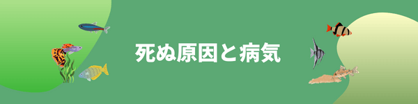 魚の死因と病気について