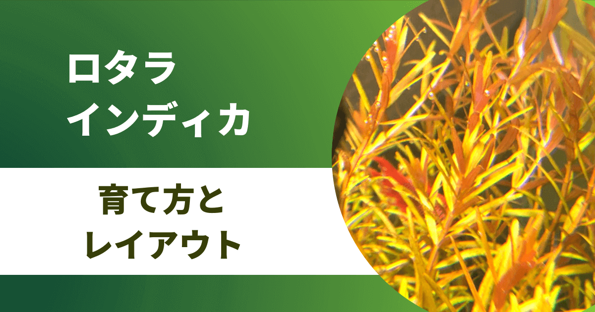 ロタラインディカを赤く育てる方法