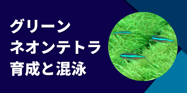 グリーンネオンテトラの飼育方法