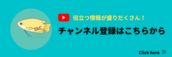 としくんチャンネルの登録はこちら