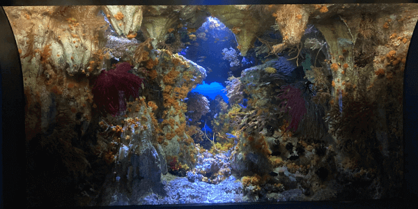 池袋サンシャイン水族館見どころ