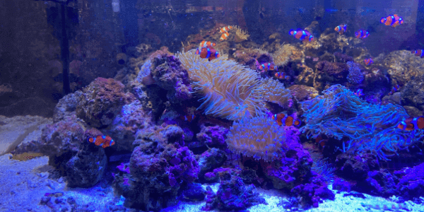 しながわ水族館