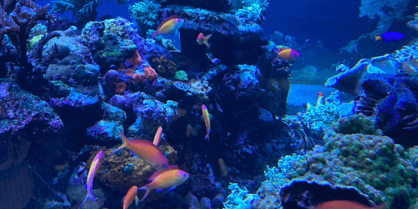 池袋サンシャイン水族館見どころ