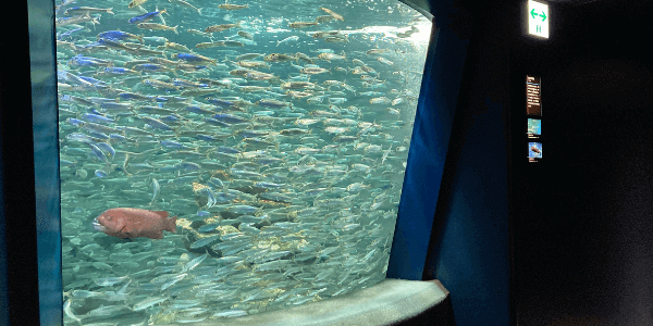 池袋サンシャイン水族館見どころ