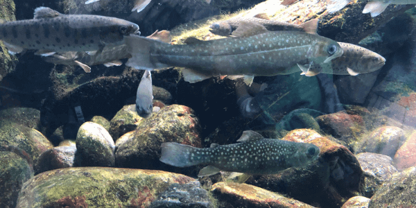 井の頭自然文化公園「水生物園」