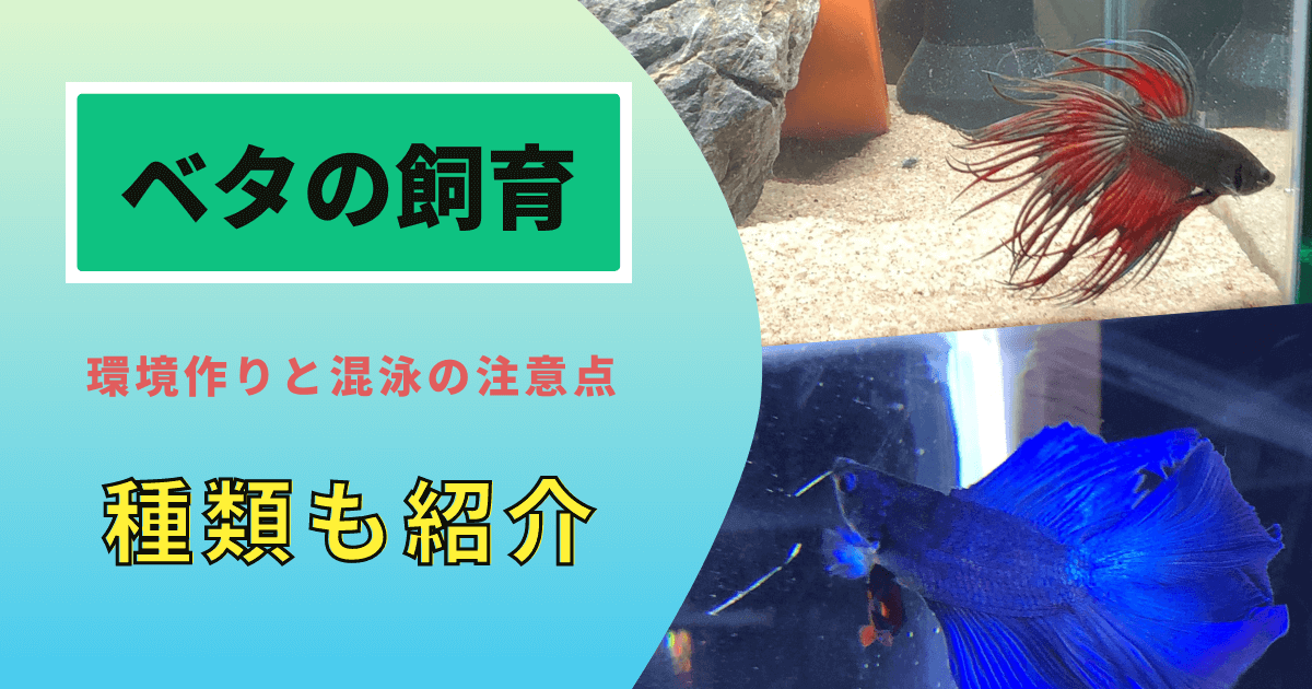 ベタの飼育方法まとめ