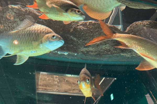 足立区生物園の魚