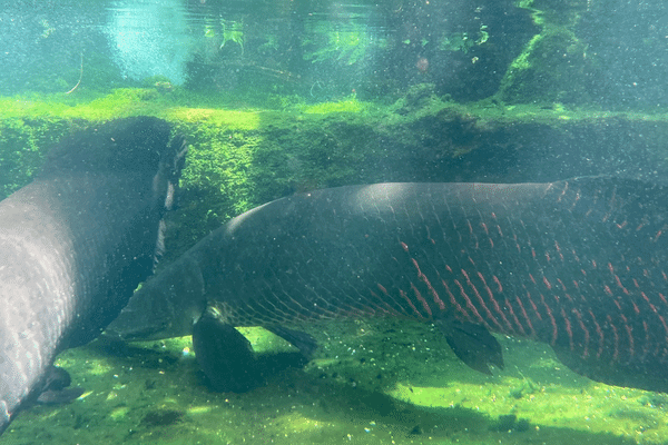 足立区生物園：ピラルク