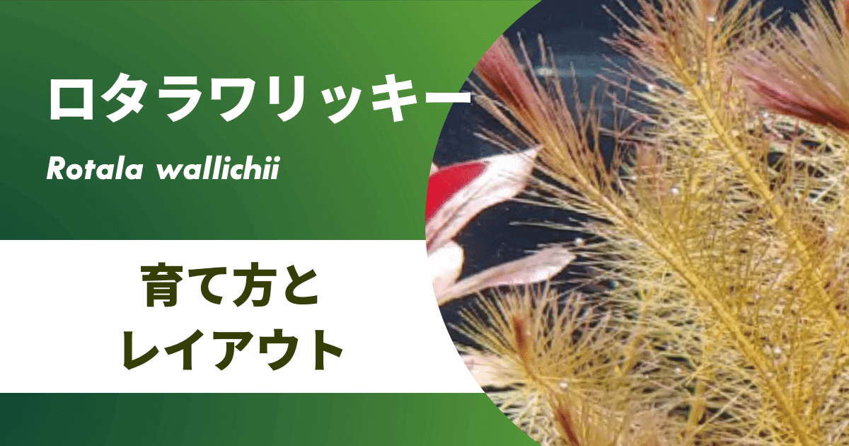 ロタラワリッキーの育て方