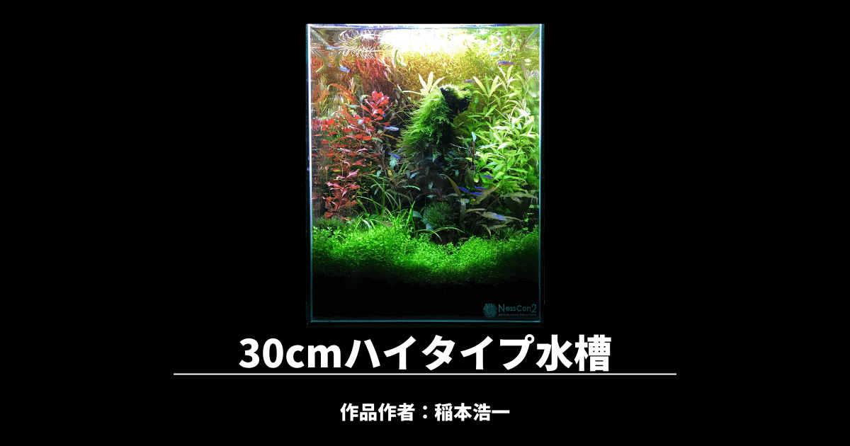 30cmハイタイプ水槽レイアウト