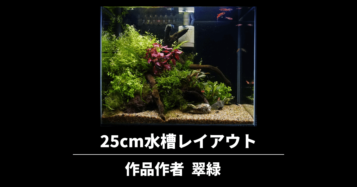 25cm水槽レイアウト立ち上げ