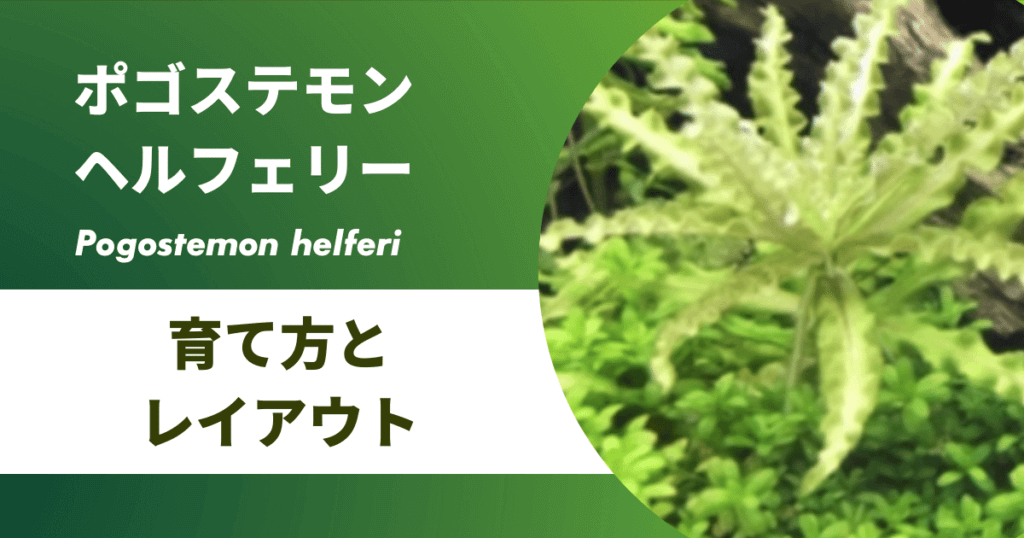 ポゴステモンヘルフェリーの育て方