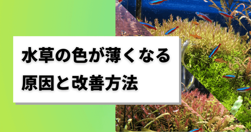 水草の色が薄い原因と改善方法