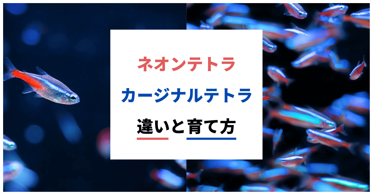 ネオンテトラとカージナルテトラの違い