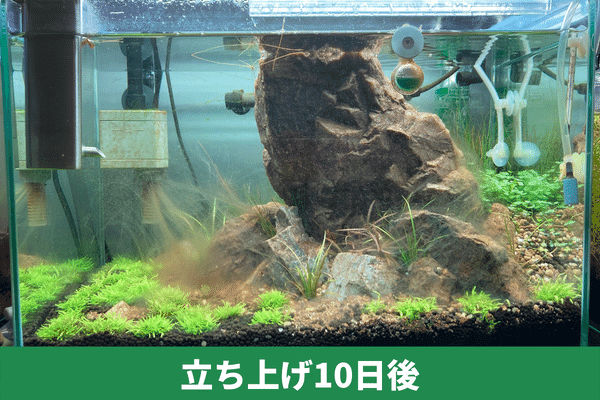 立ち上げ10日後