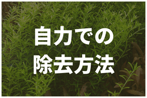 自力でアオミドロを除去する方法