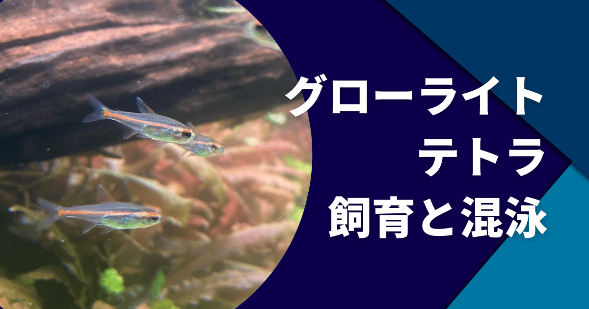 グローライトテトラの飼育方法