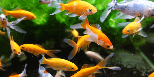 金魚の種類