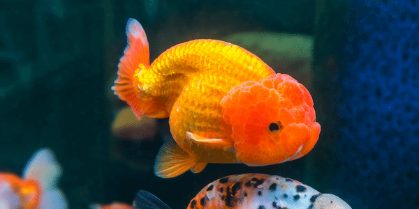 らんちゅう(金魚)の飼い方と適正水槽サイズ・寿命・販売値段相場  