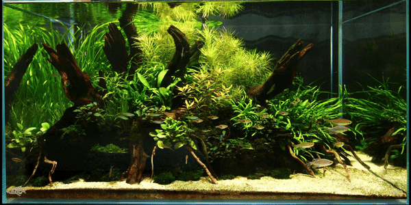 90cm水槽レイアウトの立ち上げと植栽｜流木を使った構図 