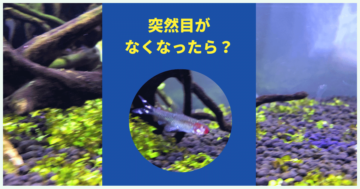 熱帯魚の片目がなくなる原因