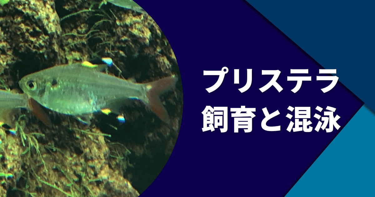 プリステラ（熱帯魚）の飼育方法