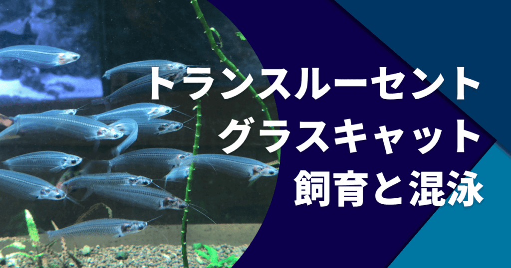 トランスルーセントグラスキャットフィッシュの飼育の仕方