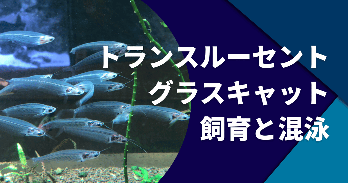 トランスルーセントグラスキャットフィッシュの飼育の仕方