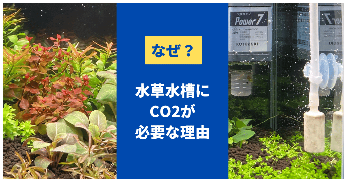 co2(二酸化炭素)が水草水槽に必要な理由と簡単な添加方法