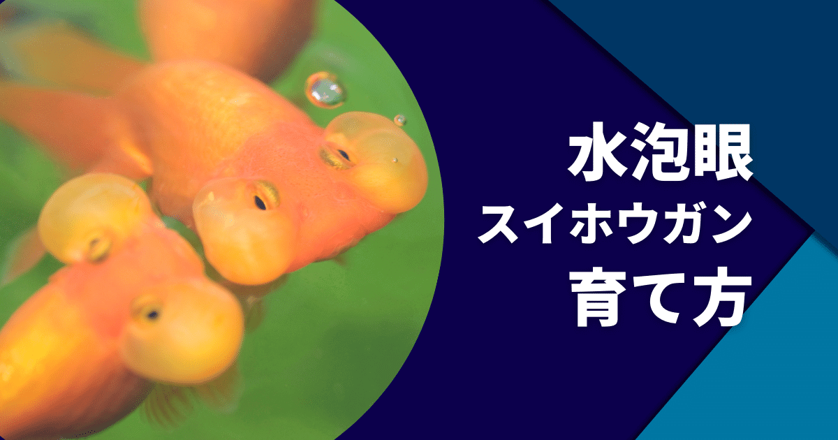 スイホウガン（水泡眼）の育て方