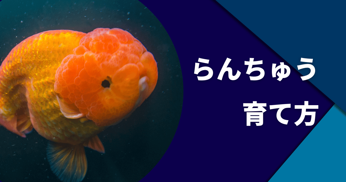 らんちゅう(金魚)の飼い方と適正水槽サイズ・寿命・販売値段相場