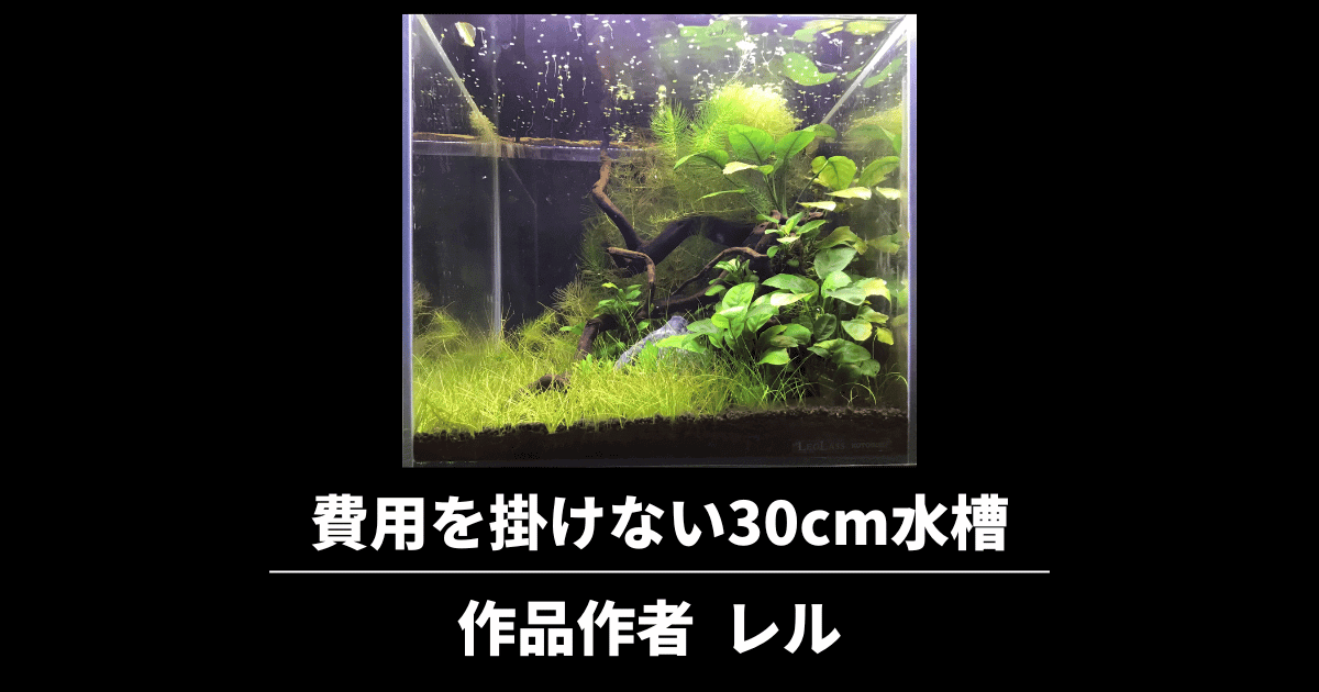 マツモを使った水草水槽レイアウト