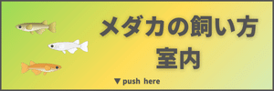 メダカの飼い方室内編