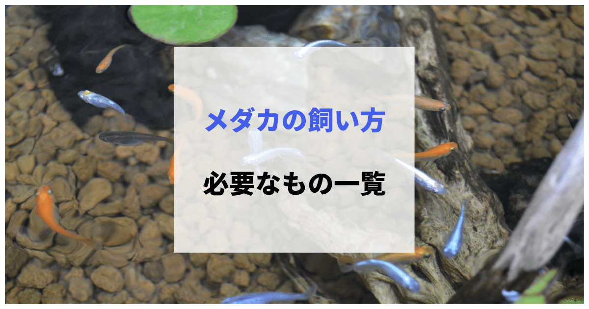 メダカの飼い方と必要なもの