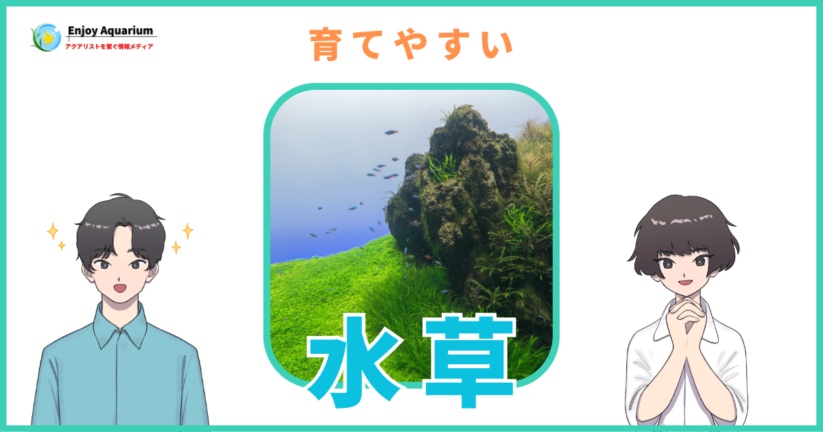 初心者におすすめ水草