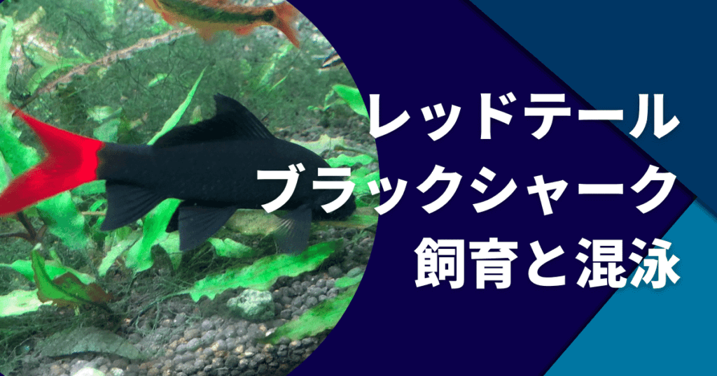 レッドテールブラックシャークの混泳相性や最大サイズと値段など飼育まとめ