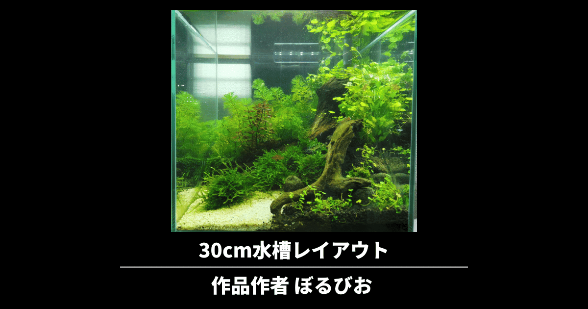 30cm水槽レイアウト