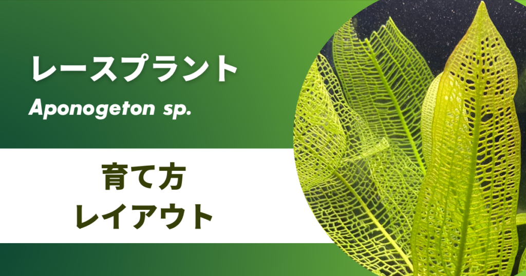 レースプラントの育て方/増やし方や植え方、花の咲かせ方を紹介