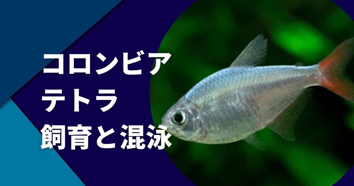 コロンビアレッドフィンテトラの混泳｜飼育と繁殖について