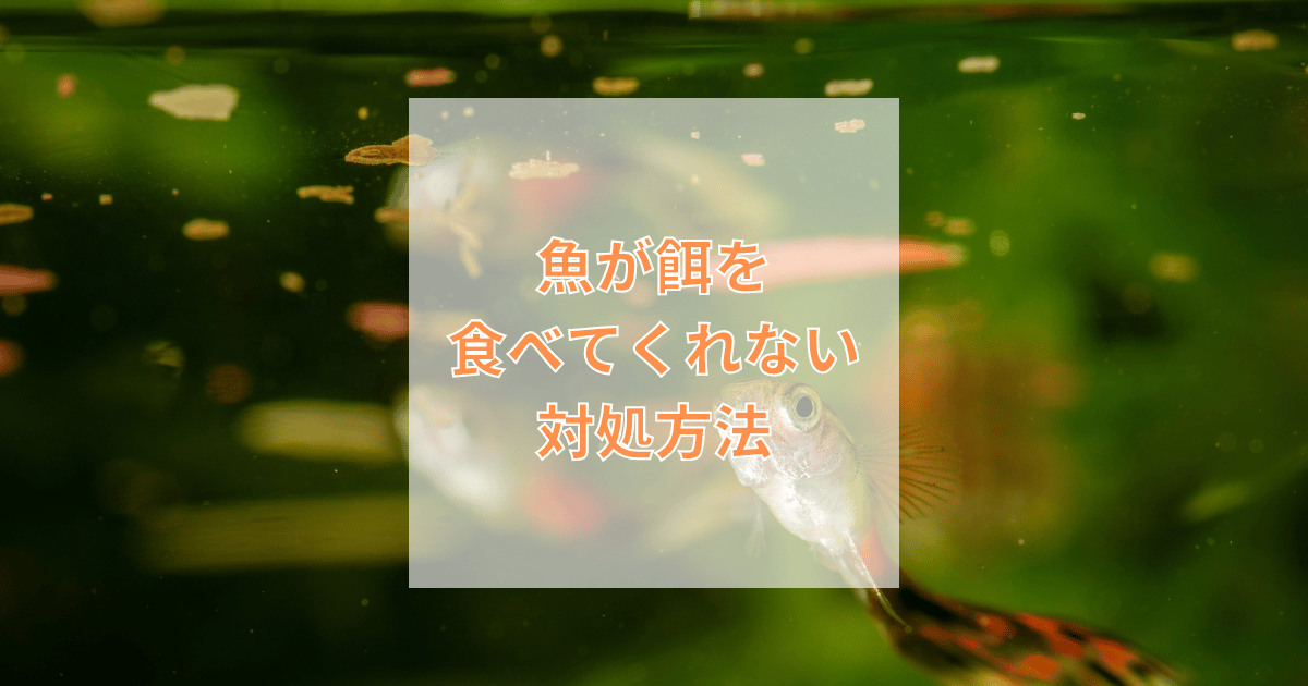 魚が餌を食べない場合