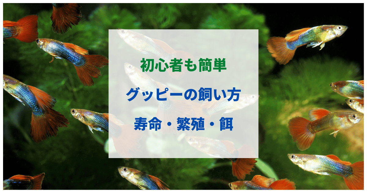 グッピーの寿命と飼い方・繁殖・水温・餌・水槽に入れられる数を解説