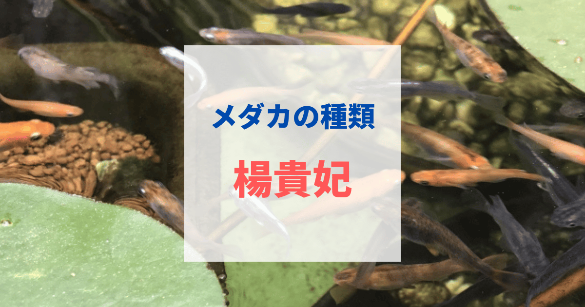 楊貴妃メダカの値段と相場・固定率・紅帝との違い