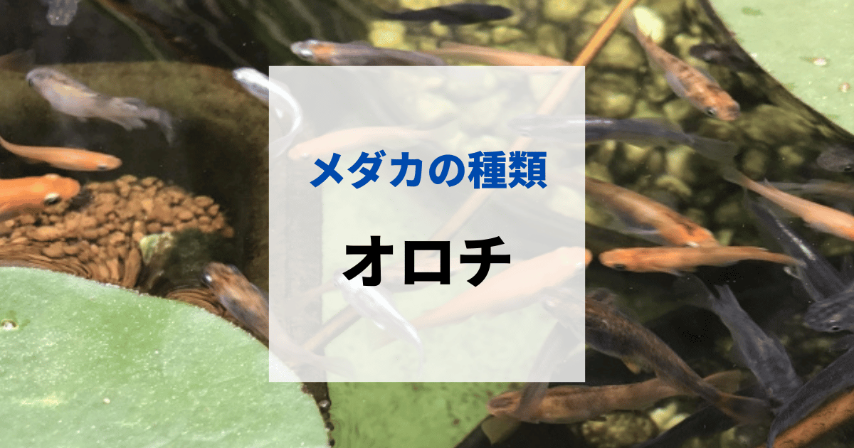 オロチメダカの特徴と由来・値段相場・固定率・育て方