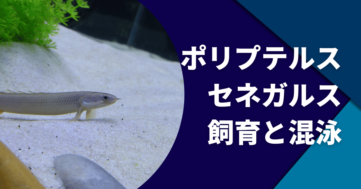 ポリプテルスセネガルスの飼育と混泳