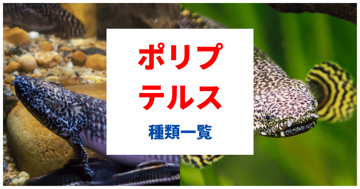 ポリプテルスの種類と人気ランキングTOP15【決定版】