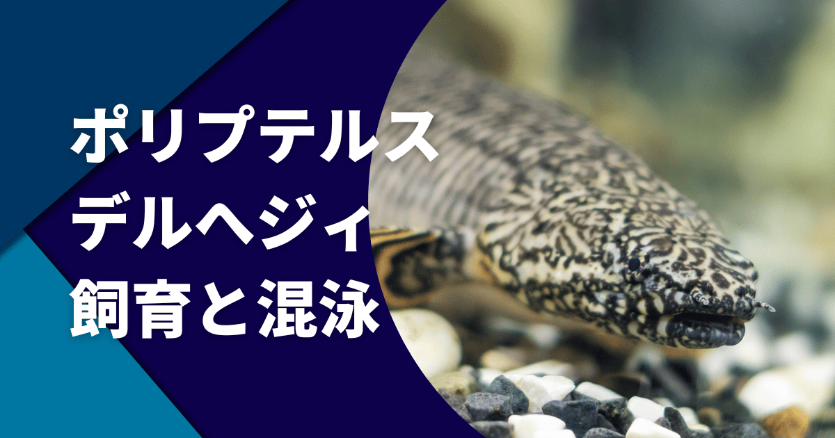 ポリプテルス・デルヘッジの飼育