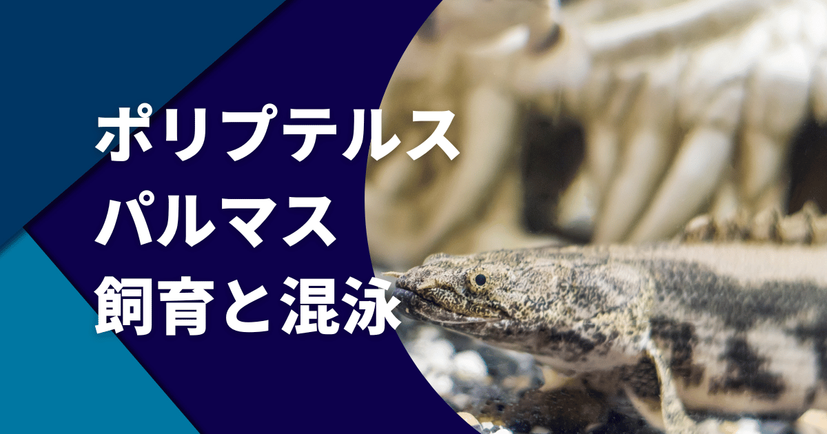 ポリプテルス・パルマスの寿命と大きさや飼育方法