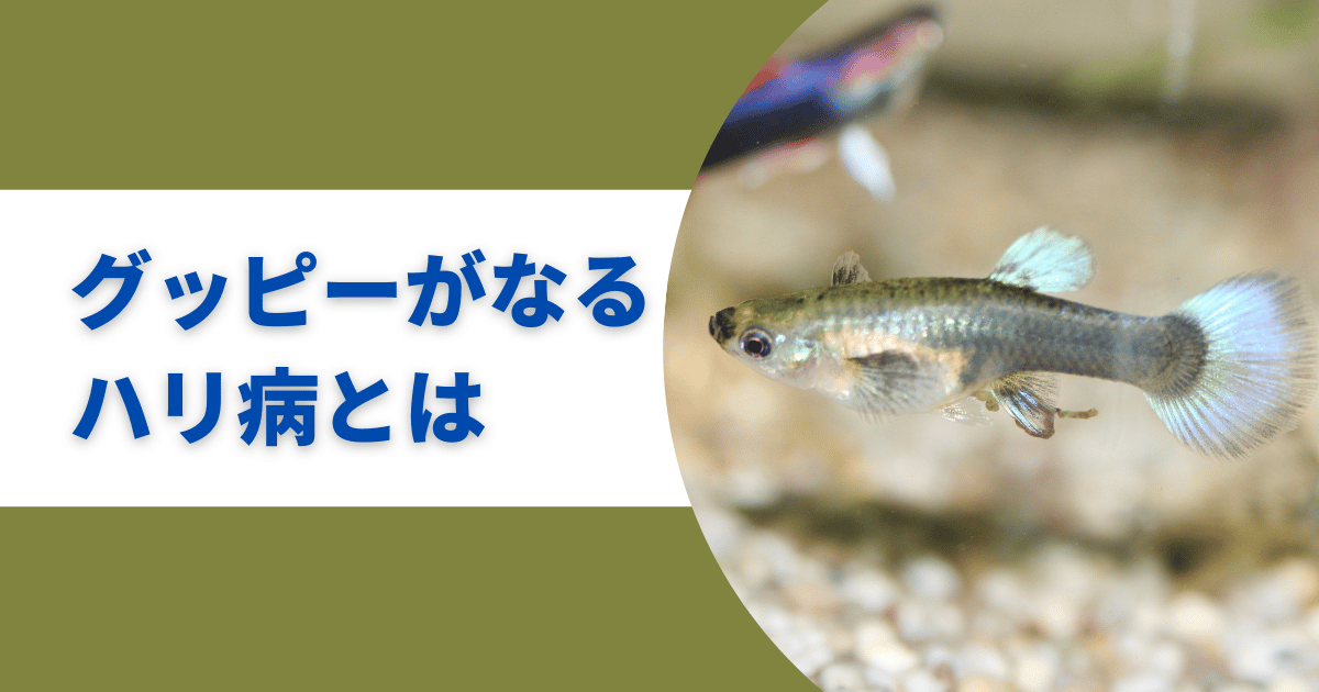 グッピー(稚魚)のハリ病は高確率で死ぬ！原因と諦めない治療方法