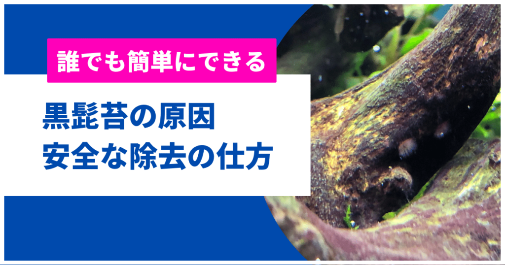 知らないと損する黒髭苔の原因と対策・除去方法や食べる生体(魚)