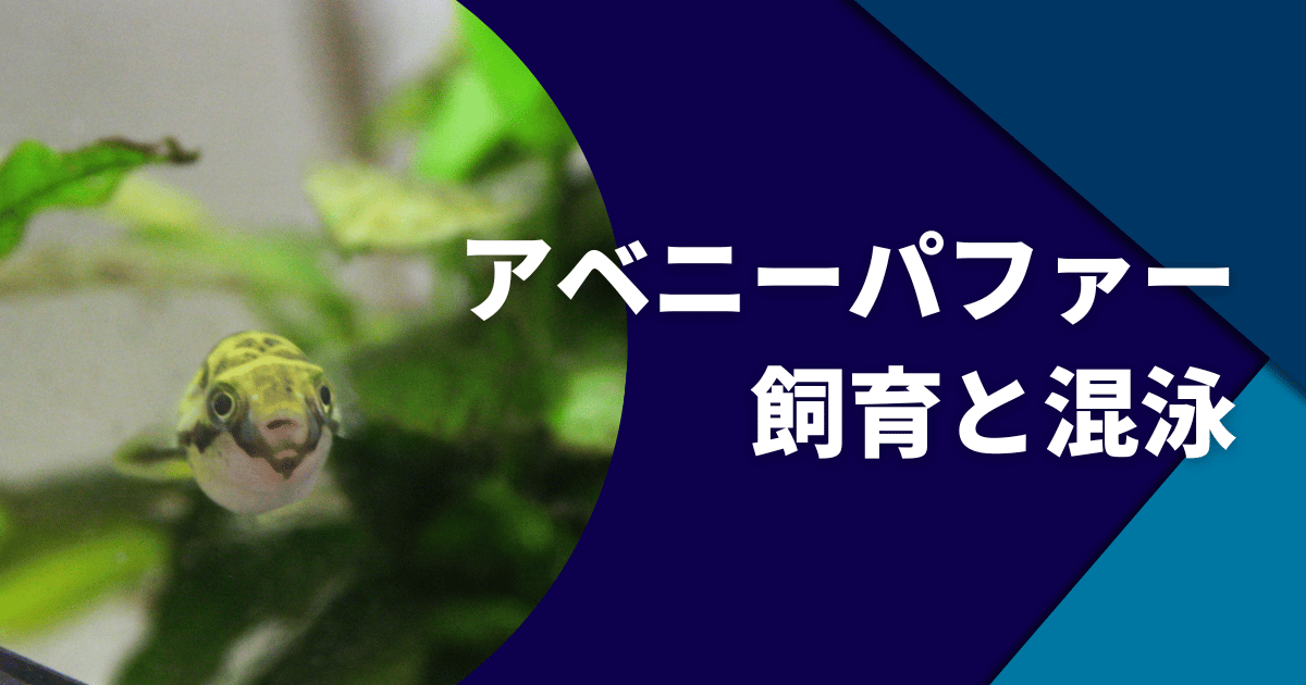 アベニーパファーの飼い方を失敗しない混泳できる魚とおすすめの餌